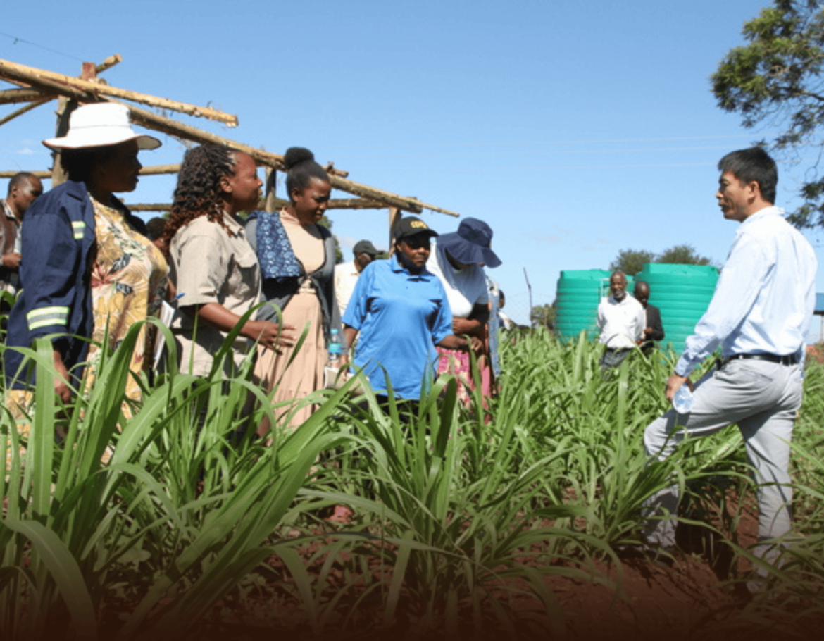 China Launches Juncao Technology Training in Zimbabwe to Boost Agricultural Innovation