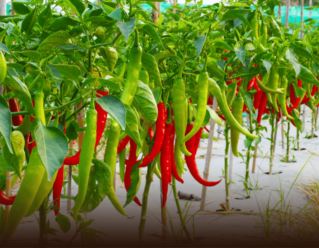 Rwandan Chili Peppers Ignite China-Africa Trade