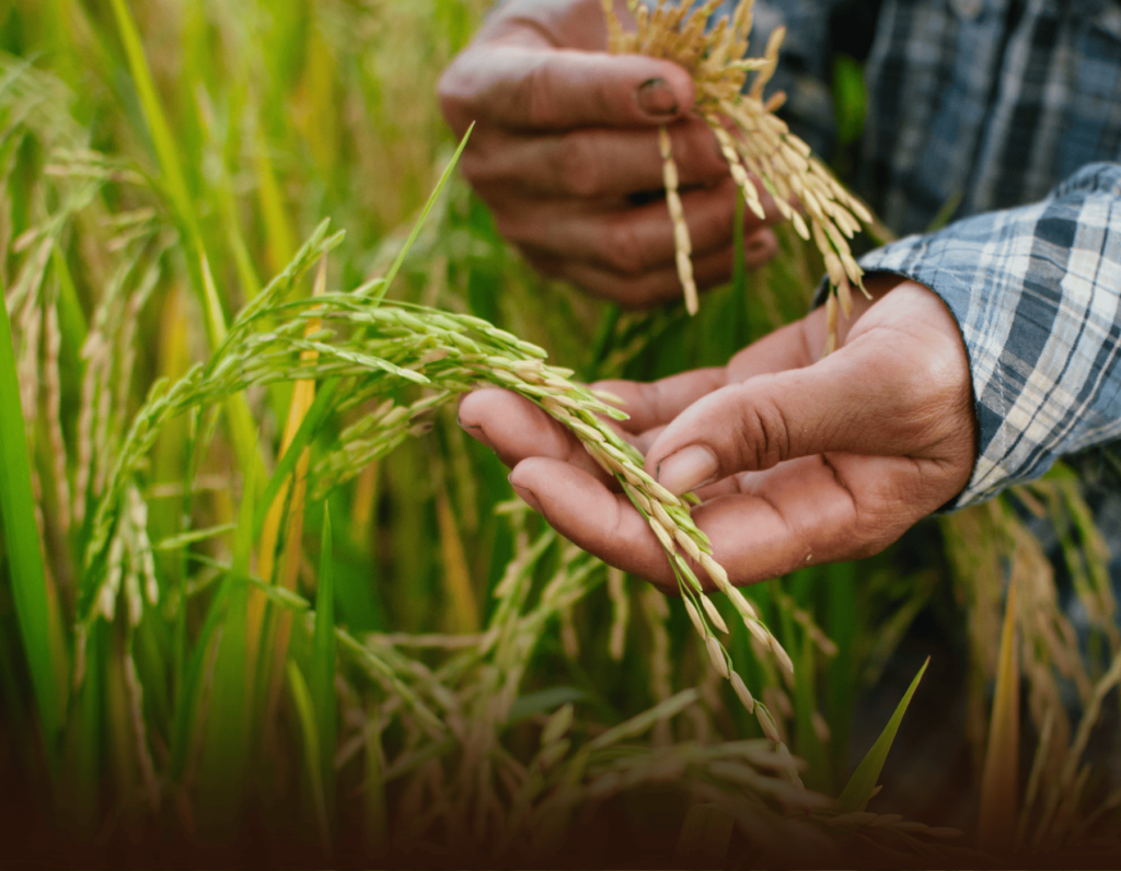 Burundi Quadruples Rice Yields Through 16 Years of Chinese Agricultural Support