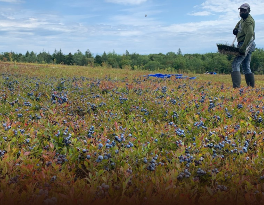 Zimbabwe Secures China Access for Blueberry Exports in Major Agri-Trade Breakthrough