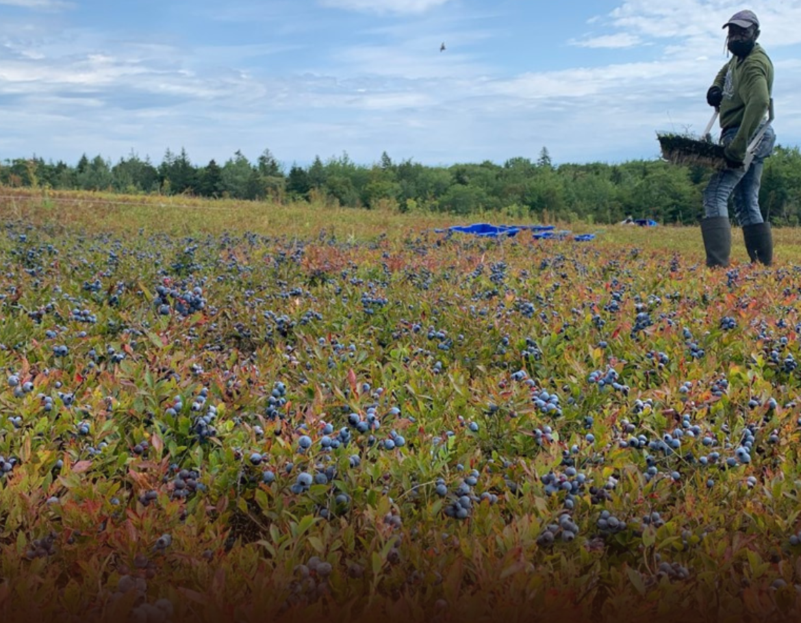 Zimbabwe Secures China Access for Blueberry Exports in Major Agri-Trade Breakthrough