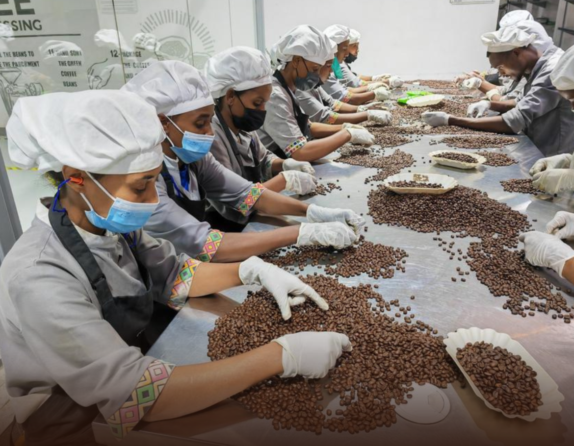 China Surges to Fourth-Largest Importer of Ethiopian Coffee, Fueling Growth and Diversification