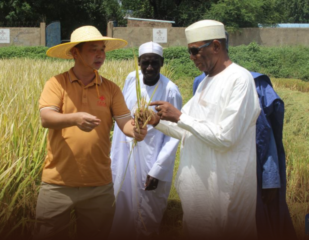 China-Assisted Rice Project Boosts Chad’s Food Security, Empowers Farmers
