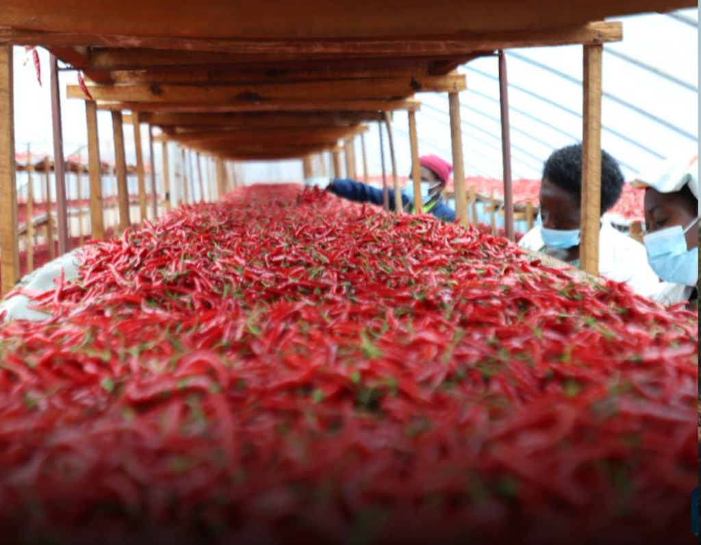 China’s Zero-Tariff Policy Transforms Rwanda’s Chili Farmers into Rising Export Entrepreneurs