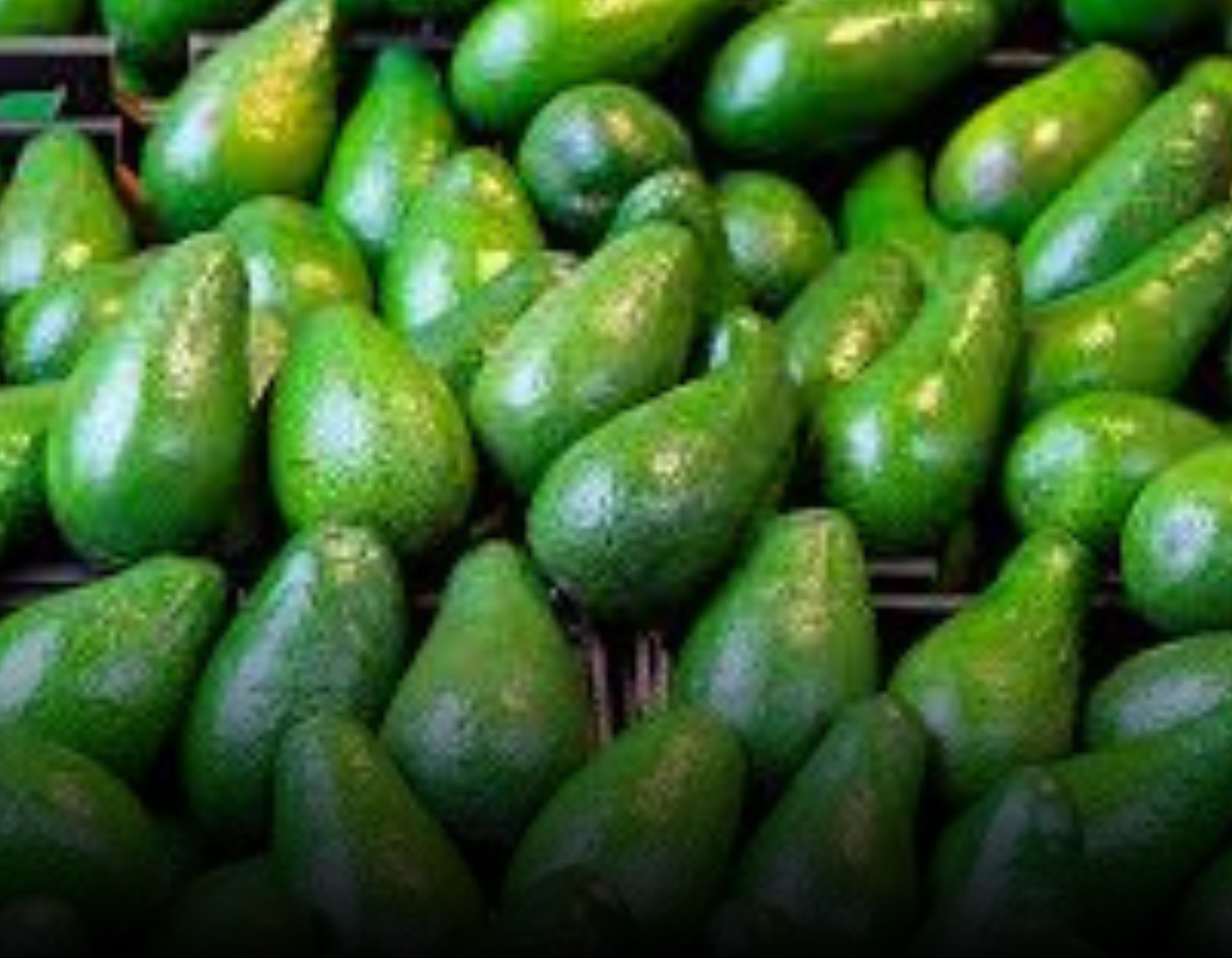 Kenyan Avocados Gain Fresh Momentum in China Under Expanded Zero-Tariff Trade Policy
