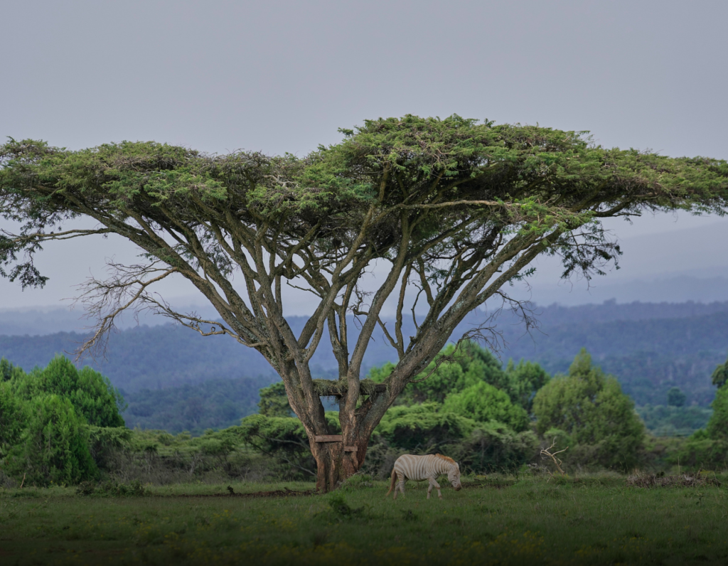 China, Kenya Deepen Cooperation to Protect Habitats, Accelerate Green Transition